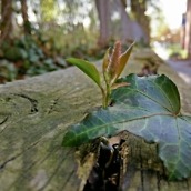 OnePlus One Camera Samples -  3