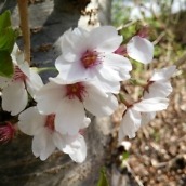 OnePlus One Camera Samples -  4