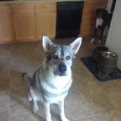 SHIELD Tablet Camera - 1