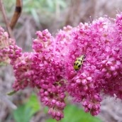 Galaxy Alpha Photos - 3