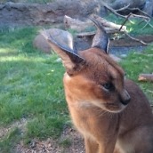 xperia z3 compact camera-12