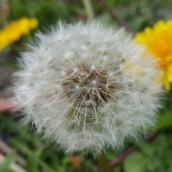 S6 Edge Camera Resized - 5