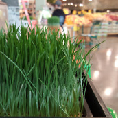 galaxy s6 camera samples