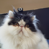 galaxy s6 camera samples-3