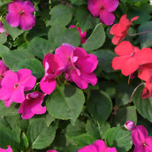 moto g 3rd gen samples-9