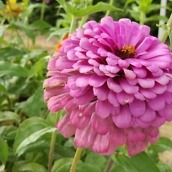 Galaxy Note 5 Camera 13