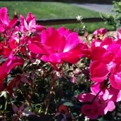 OnePlus 2 Camera Shots3