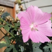 OnePlus 2 Camera Shots5