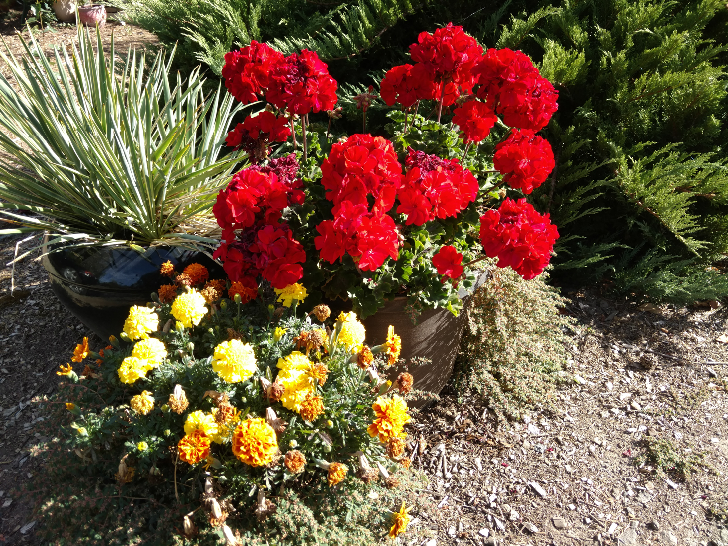 moto x pure camera samples-6