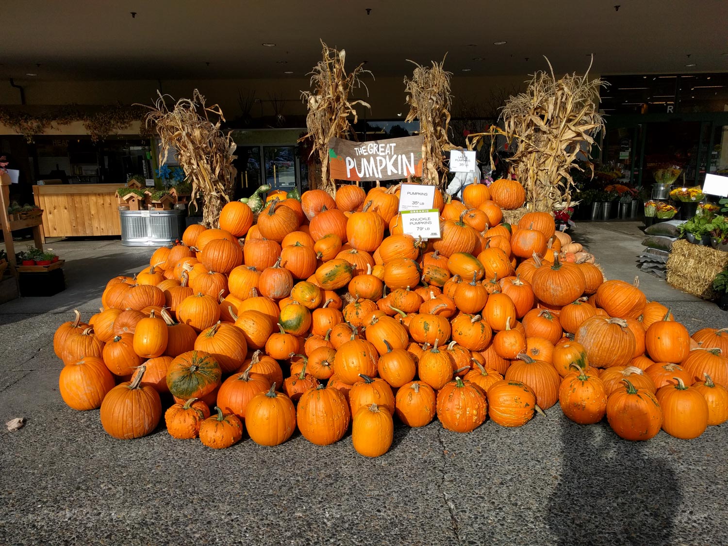 nexus 5x camera sample50