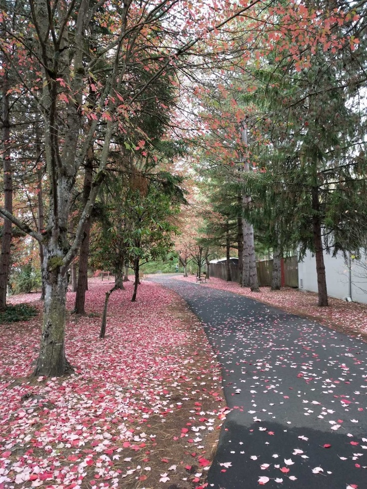 nexus 5x camera samples-18