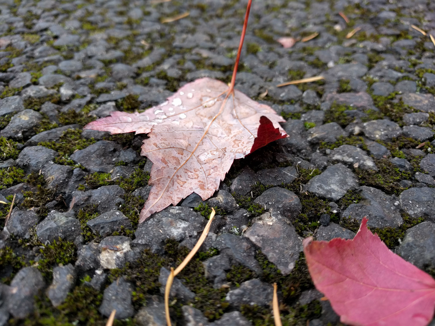 nexus 5x camera samples-22