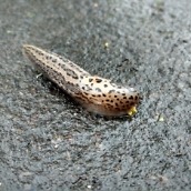 DROID Maxx 2 Pictures 5