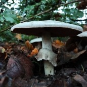 DROID Maxx 2 Pictures 6