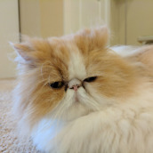 pixel camera review samples