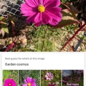 pixel 2 software review