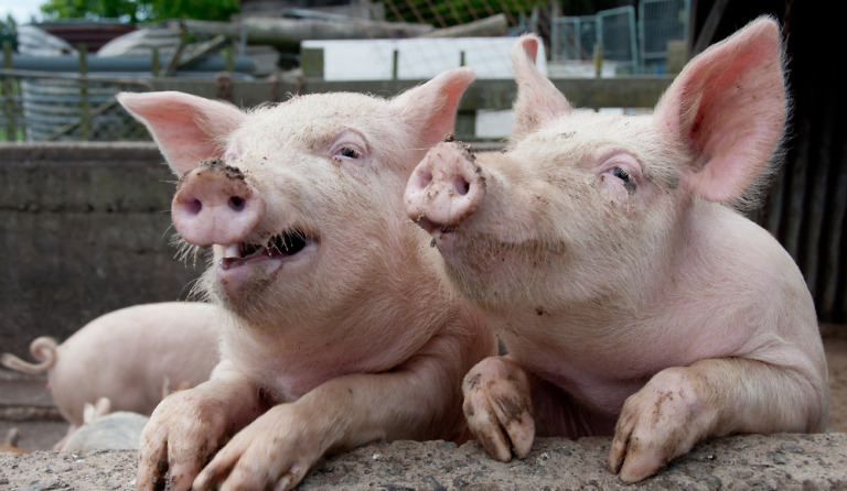 T-Mobile Identifies Data Hogs Using P2P Sharing, Plans Attack for August 17