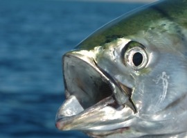 google pixel 3 codename