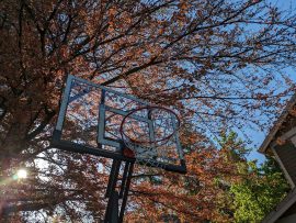 Pixel 7a Camera Samples-8